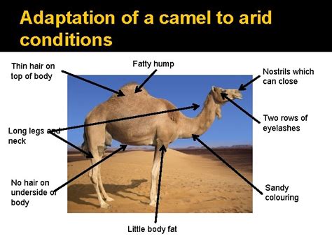 Adaptations Interdependence and adaptation Summary of Specification Adaptations