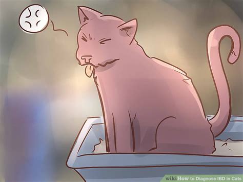 How to Diagnose IBD in Cats: 12 Steps (with Pictures) - wikiHow