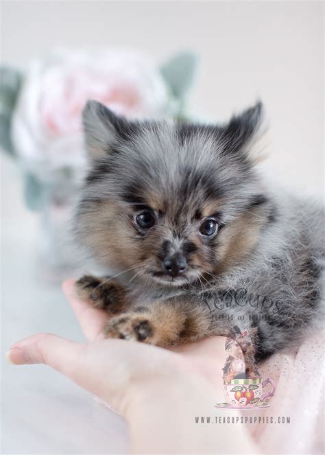 Adorable Teacup Pomeranian Puppies for Sale | Teacup Puppies & Boutique