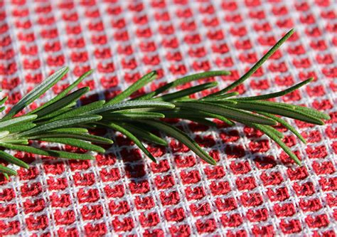 Rosemary Herb Benefits, Less Common Folk Uses