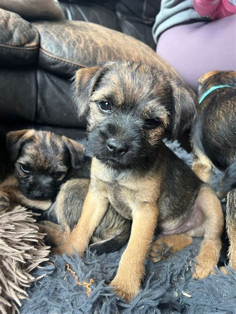 Forever Border Terrier - Forever Puppy