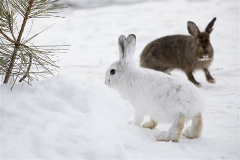 Animals who camouflage with the season affected by climate change • Earth.com