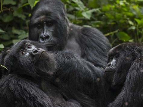 It turns out that chimpanzees and gorillas can form lasting friendships ...