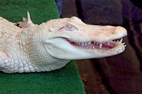 Albino Crocodiles