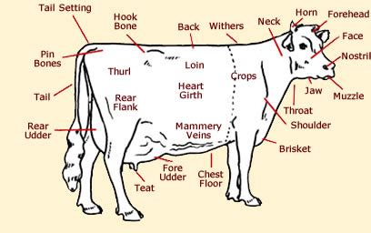 Cow Anatomy - Diagrams Of Cows & Calves