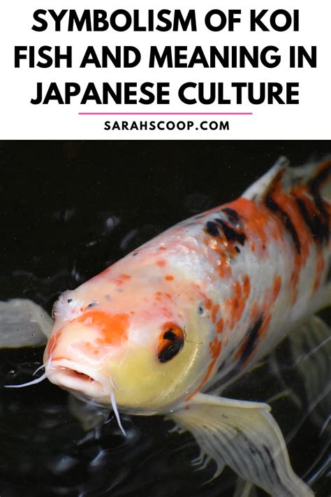 Symbolism of Koi Fish and Meaning In Japanese Culture