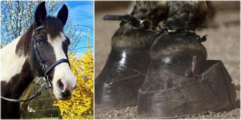 Rescued Tennessee Walking Horse Inspires Owner To Abolish Soring