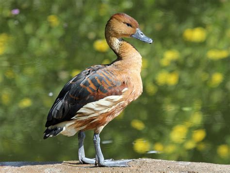 Birds of The World: Whistling Ducks (Anatidae)