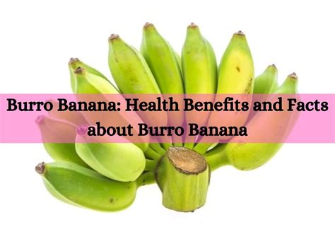 Burro Banana: Health Benefits and Facts about Burro Banana