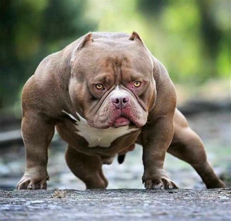 Pin on Nature | Bully breeds dogs, Pitbull dog breed, Pitbull dog