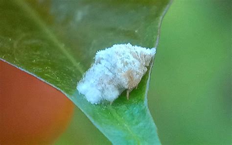 Planthopper Life Cycle - With Facts & Pictures - Insectic