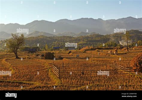 Native style farm in northern Thailand Stock Photo - Alamy