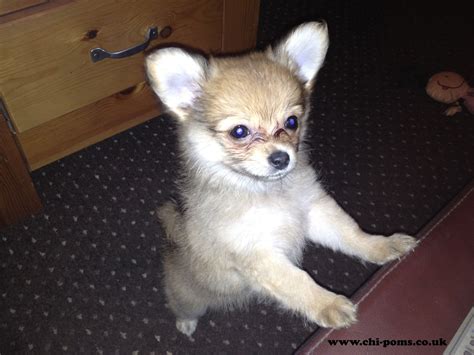 Chi Poms - Information & Guides about Chi Pom dogs: The Two Breeds