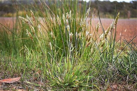 150 SWEET VERNAL GRASS Sweet Grass Vanilla Grass Anthoxanthum | Etsy