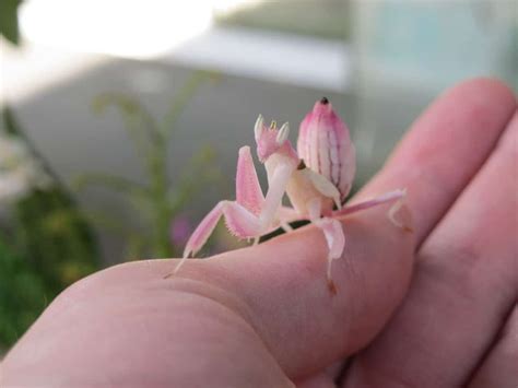 Hate bugs? Try disliking these little Orchid Mantises