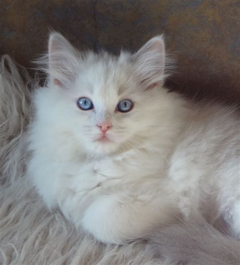 Ragdoll Blue Bicolor named Princess Ragdoll Cat Breeders, Ragdoll Kitten, Kittens Cutest, Cats ...