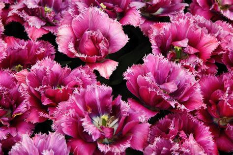 Free Images : blossom, flower, petal, tulip, spring, garden, flora, flowers, carnation, tulips ...