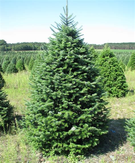 Wholesale Christmas Tree Photos | Holiday Trees Inc