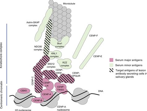 Anti-centromere antibodies target centromere–kinetochore macrocomplex ...