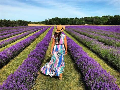 Lavender fields, lavender farm, Washington island, fragrant isle ...