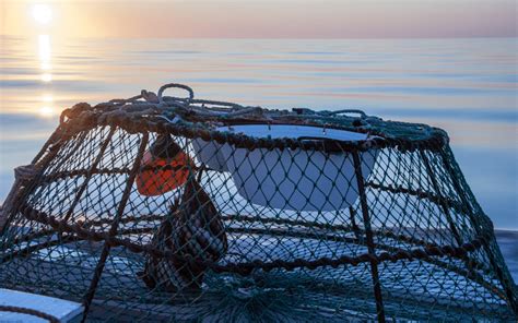 How to Use a Crab Trap? | Crabbing Tips | Fisherman First