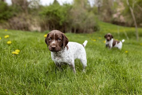 So, You Want to Get Your First Bird Dog? - Gun Dog