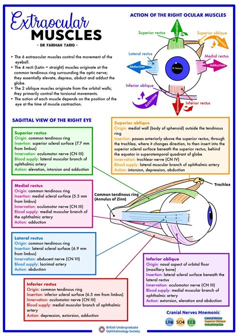 Extraocular Muscles – British Undergraduate Ophthalmology Society