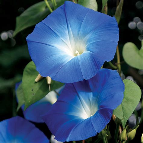 SALE SEEDS - 20 Heavenly Blue Morning Glory Seeds Indoor Plants Easy ...