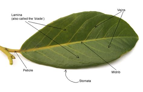 Lamina Leaf