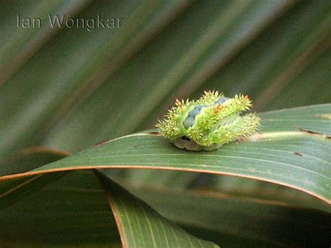 Blue-striped Nettle Grub (Parasa lepida) | Insecta, Lepidopt… | Flickr