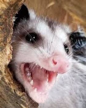 Science fact of the day: Opossums have 50 teeth