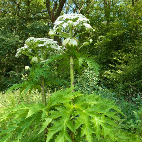 Giant Hogweed Removal in Northern Ireland