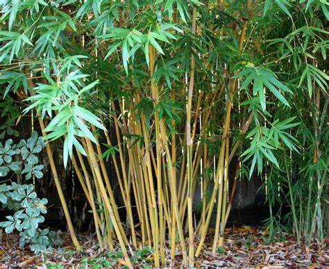 Bamboo Geek: Notes from a radio interview: Top seven clumping bamboo varieties to create a ...