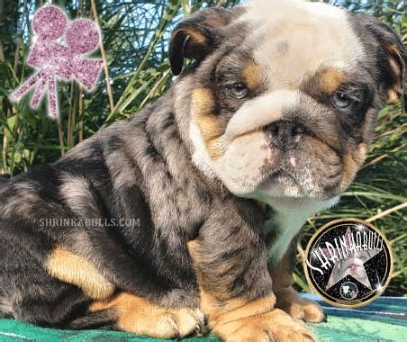Miniature English Bulldogs and French Bulldogs Available For Sale | English bulldog puppies ...