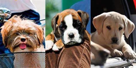 These are the top 10 family friendly dog breeds