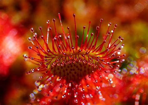 Download free photo of Sundew, fishing blades, round-leaved sundew ...