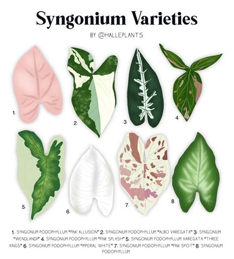 Syngonium Varieties - Plant Identification Chart - Digital Download in 2021 | Plant ...