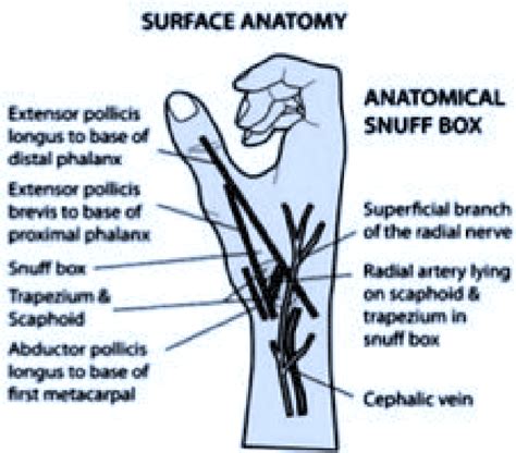 Anatomical Snuff Box Nerve / Inflammation of the 1st extensor compartment of the wrist i.e ...