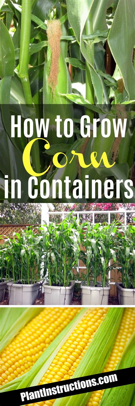 How to Grow Corn in Containers - Plant Instructions