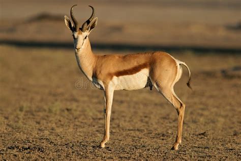 Springbok antelope stock photo. Image of outdoor, mammal - 17756998