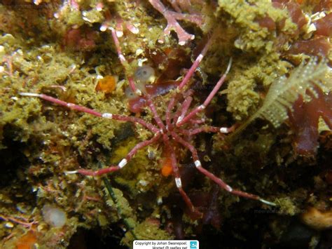 Nymphon signatum Scarlet sea spider