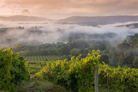 The Wines of Rias Baixas | Texas Wine Lover