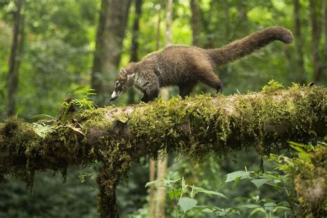 11 Interesting Coatimundi Facts