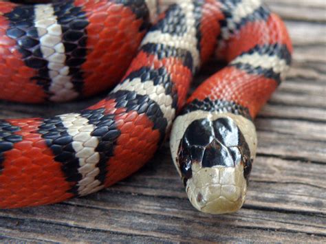 Lampropeltis pyromelana knoblochi 2a | Mountain Kingsnake 2,… | Flickr