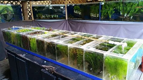 aquarium plants Archives | Neighborhood Fish Farm