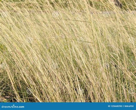 Dry tall grass texture stock photo. Image of broom, texture - 125668298