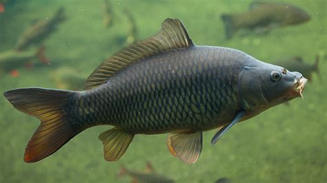 Protective Yet Flexible Design of Carp Scales | The Institute for Creation Research