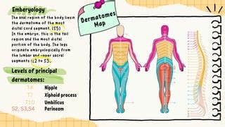 Dermatome and myotome test & pathology.pdf