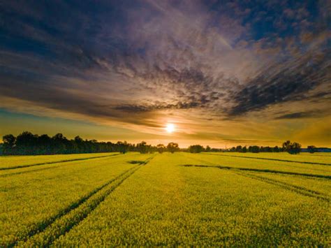 4,100+ Canola Field Sunset Stock Photos, Pictures & Royalty-Free Images - iStock