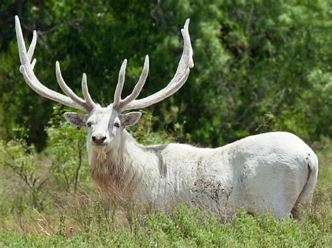 Albino Elk | Albino animals, Rare albino animals, Rare animals